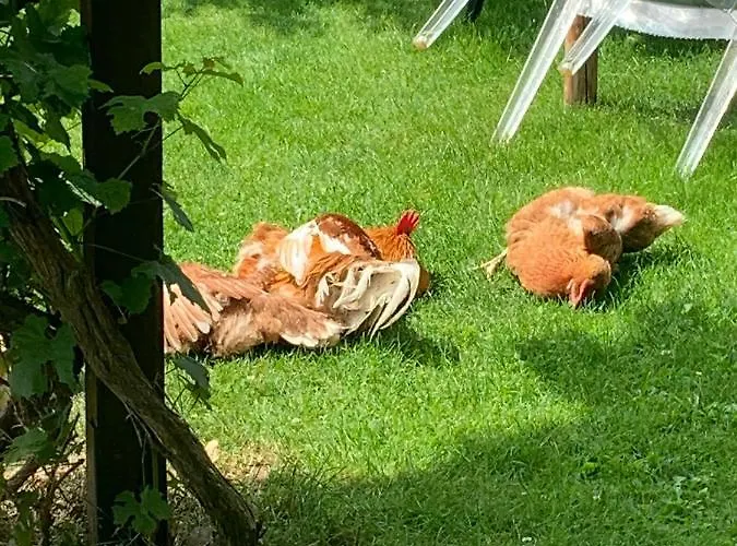 Marmelada Apartment *