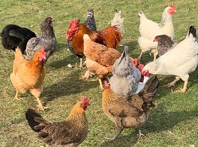 Lägenhet Marmelada Ctyrkoly